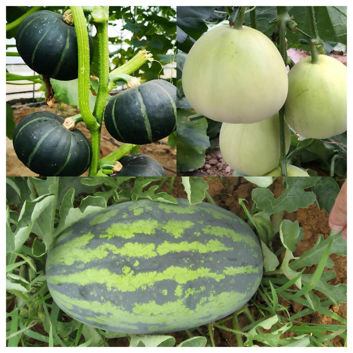 WPS拼圖0(1).png WPS拼圖0(1).png